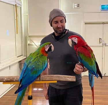 Hand raised macaws parrots at Exotic macaw parrot shop