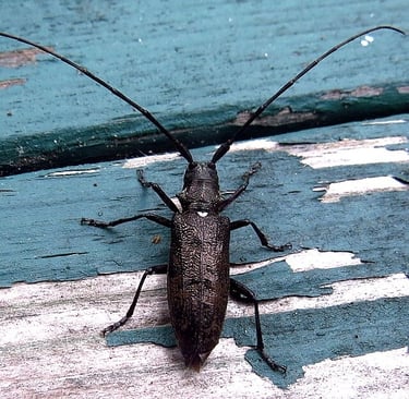 Monochamus beetle, dorsal view