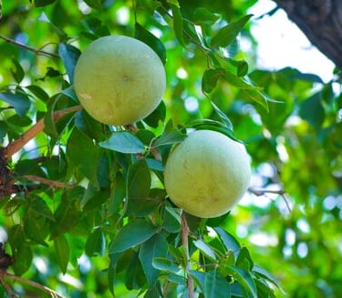 stone apple (bael)
