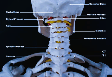 cervical spine