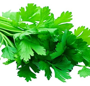 coriander leaf