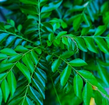 curry leaf