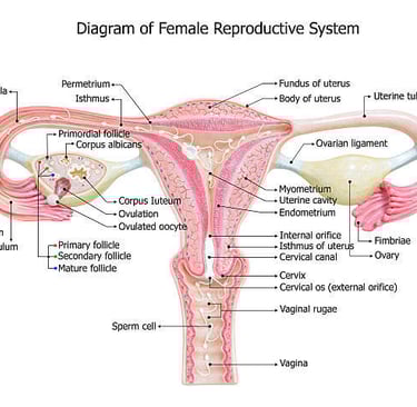 female reproductive system 