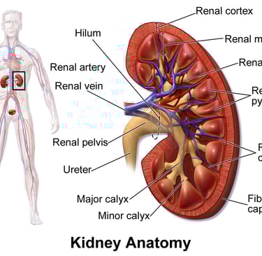 Kidney Health