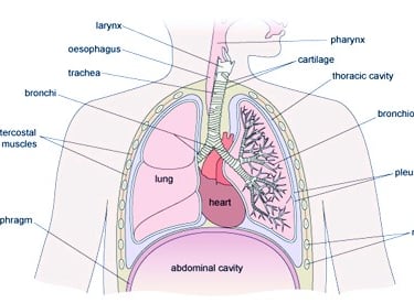 Lower Respiratory Tract