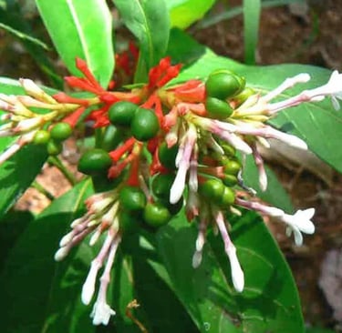 Patala Garuda
