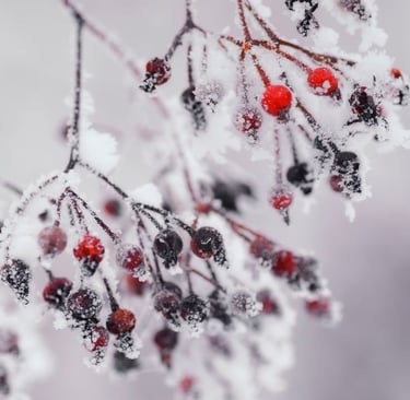Frozen berries in the snow