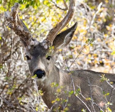 Chronic wasting disease
