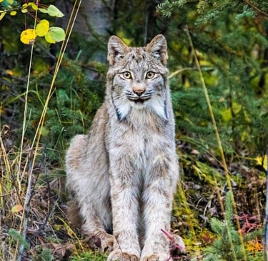 A lynx