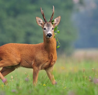 Roe buck in spring