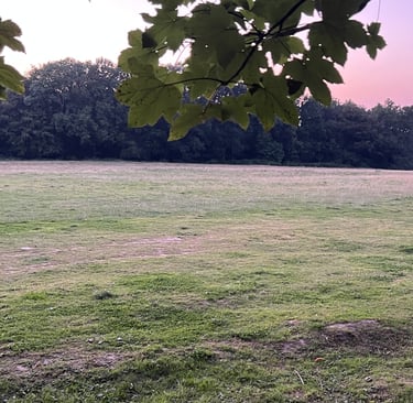 Empty Sussex field at dawn with pink sky framed by overhanging maple leaves