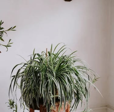 Spider Plant (Chlorophytum comosum)