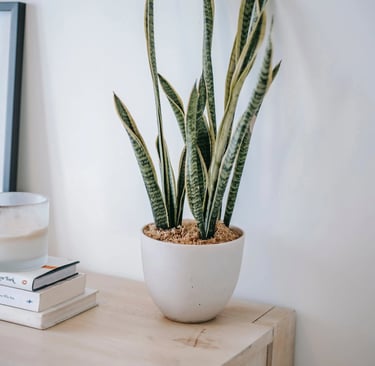 Snake Plant (Sansevieria trifasciata)