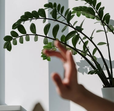 ZZ Plant (Zamioculcas zamiifolia)