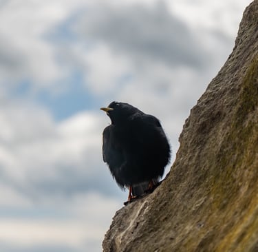 Tierfotografie, Schwarzer Rabe