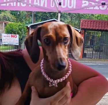 La perrita muestra collar de perlas rosadas comprada en Chamo Pets.