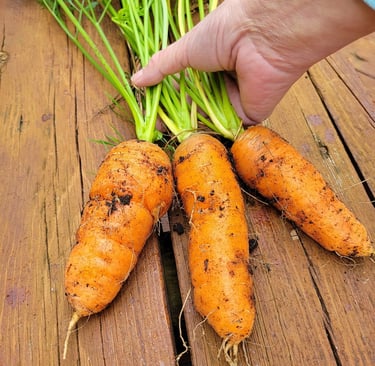 Photo of a hand holding three plump carrots with soil on them.