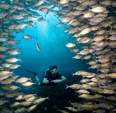 A scuba diver swims through a circular swirling school of silver jack fish in clear blue ocean water.