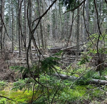 Blow-down in the woods can be safey hazard