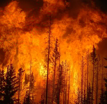 Silhouetted pine trees against massive orange flames of a raging forest wildfire at night.