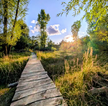 Wooden boardwalk through tall grass and trees under a bright blue sky with sunlight.