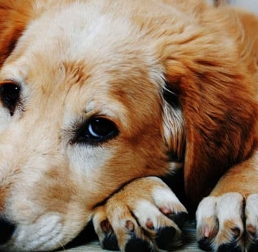 Dog Foods for dogs with Arthritis
