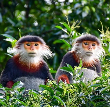 A close-up of two Red-shanked Douc Langurs on Son Tra Mountain, Da Nang.
