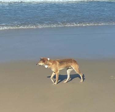 dingo on beach