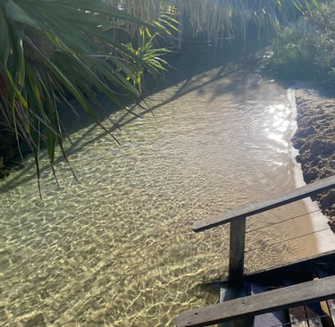 Crystal clear freshwater stream flowing into Eli Creek on Fraser Island under palm trees.