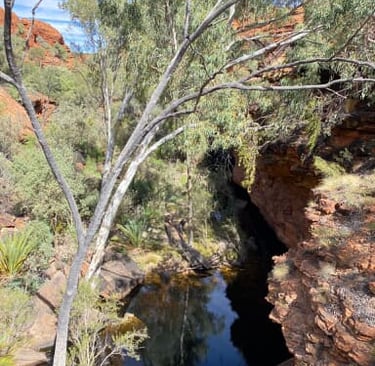 a tree in the middle of a canyon