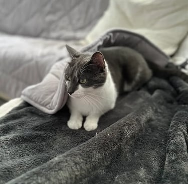 Un magnifique chat gris et blanc allongé sur le canapé, enroulé dans un plaid cocooning
