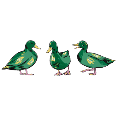 An illustration of three ducks, one is walking and quacking, one is standing, and the third is walking forward