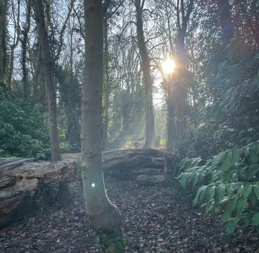 Morning sun shining through the trees in the woods