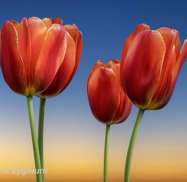 Tulips