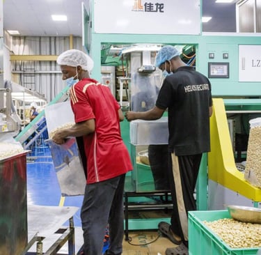 Weighing and packing cashew nuts in a factory near Cotonou, Benin, highlighting efficient processing