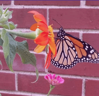 Monarch Butterfly