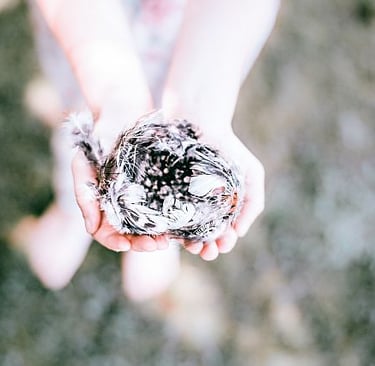 Image of an empty nest