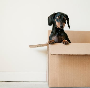 Sausage Dog in a Box