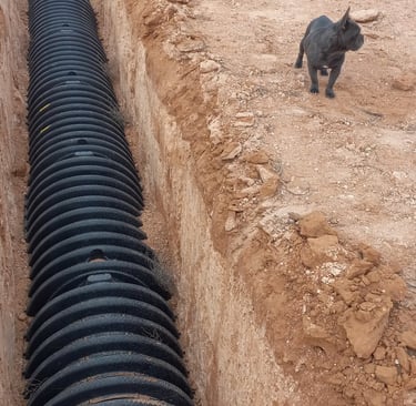 Little cute Bulldog Standing next to a leach field being installed