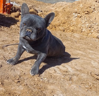 bulldog in the way of excavation while installing best septic system
