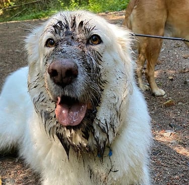 a dog is sitting on the ground with mud on his face