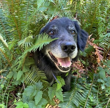 a older dog is sitting in the middle of a fern