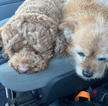 Two small curly brown dogs sleeping together on a gray car seat during a road trip.