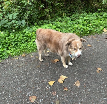 a dog is standing in the middle of a paved road