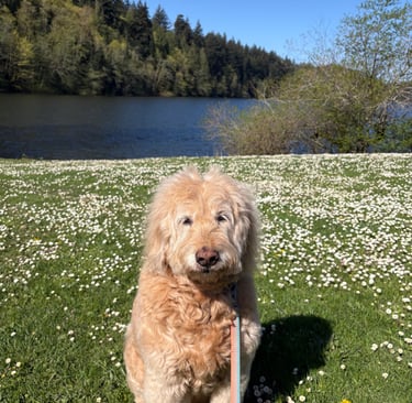 Senior dog walking in a field of flowers