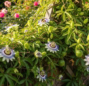 passion flower vines growing in sun
