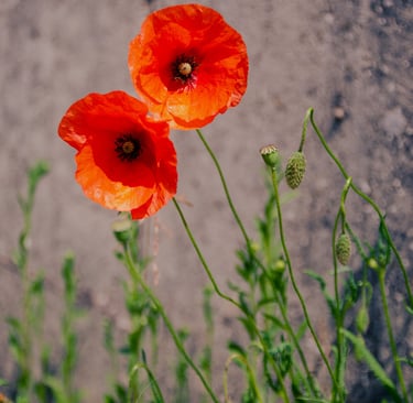 street photographie - photo de rue - un eternel instant - photographe portrait bas rhin