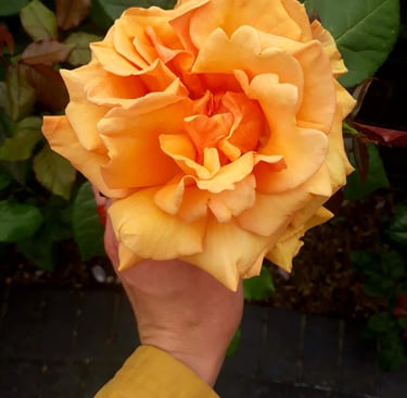 Martina holding a large yellow rose in Lisbon, Portugal.