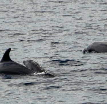 Delfin Delfinbaby Kvarner Bucht
