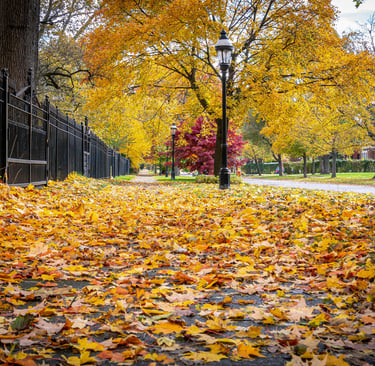 Photo of Autumn Leaves by Gigi Visacri on Unsplash